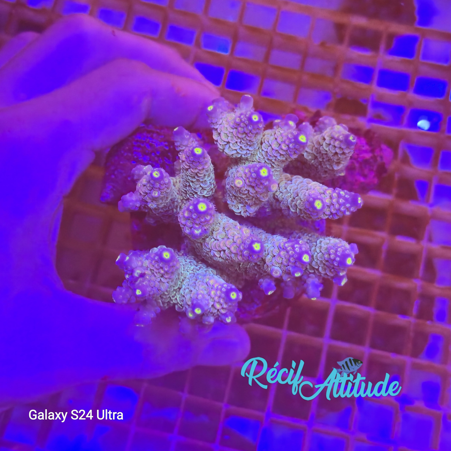 WYSIWYG Acropora 4