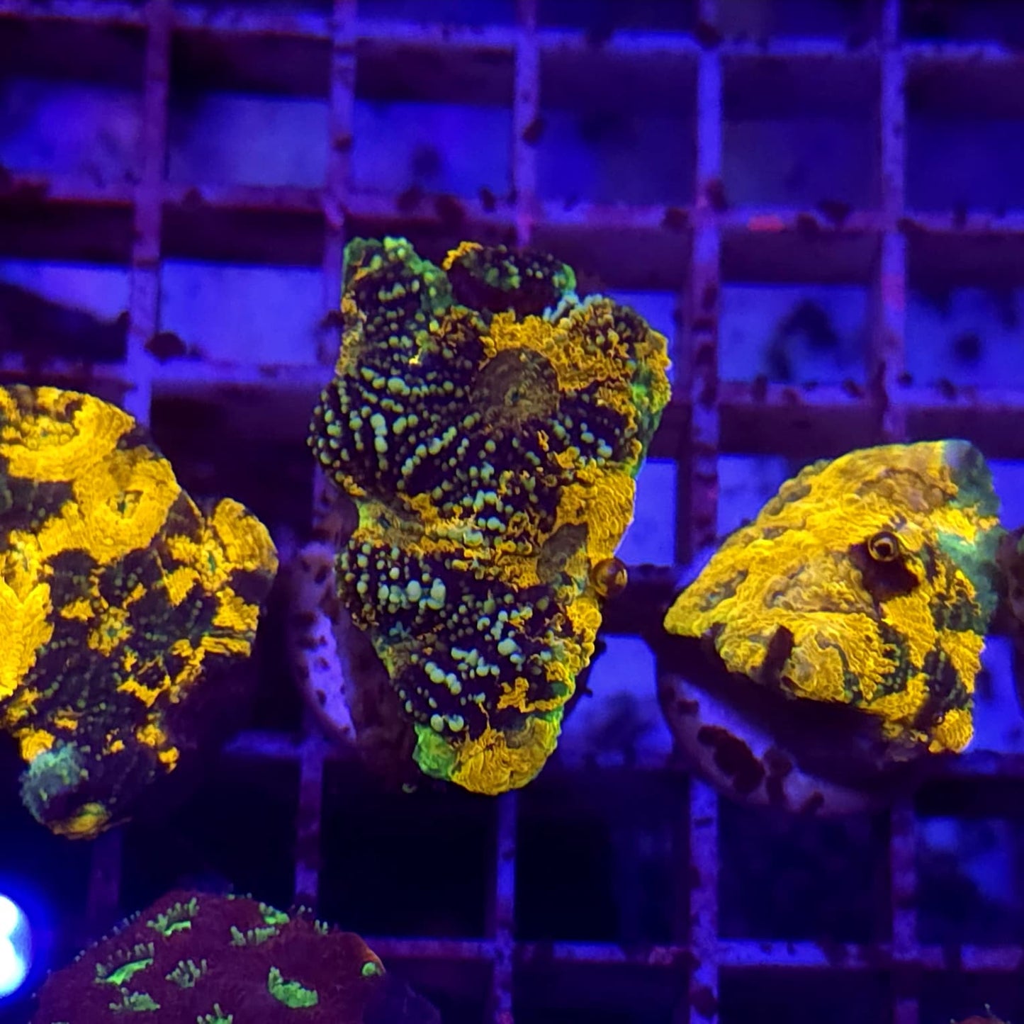 WYSIWYG Acantastrea Echinata