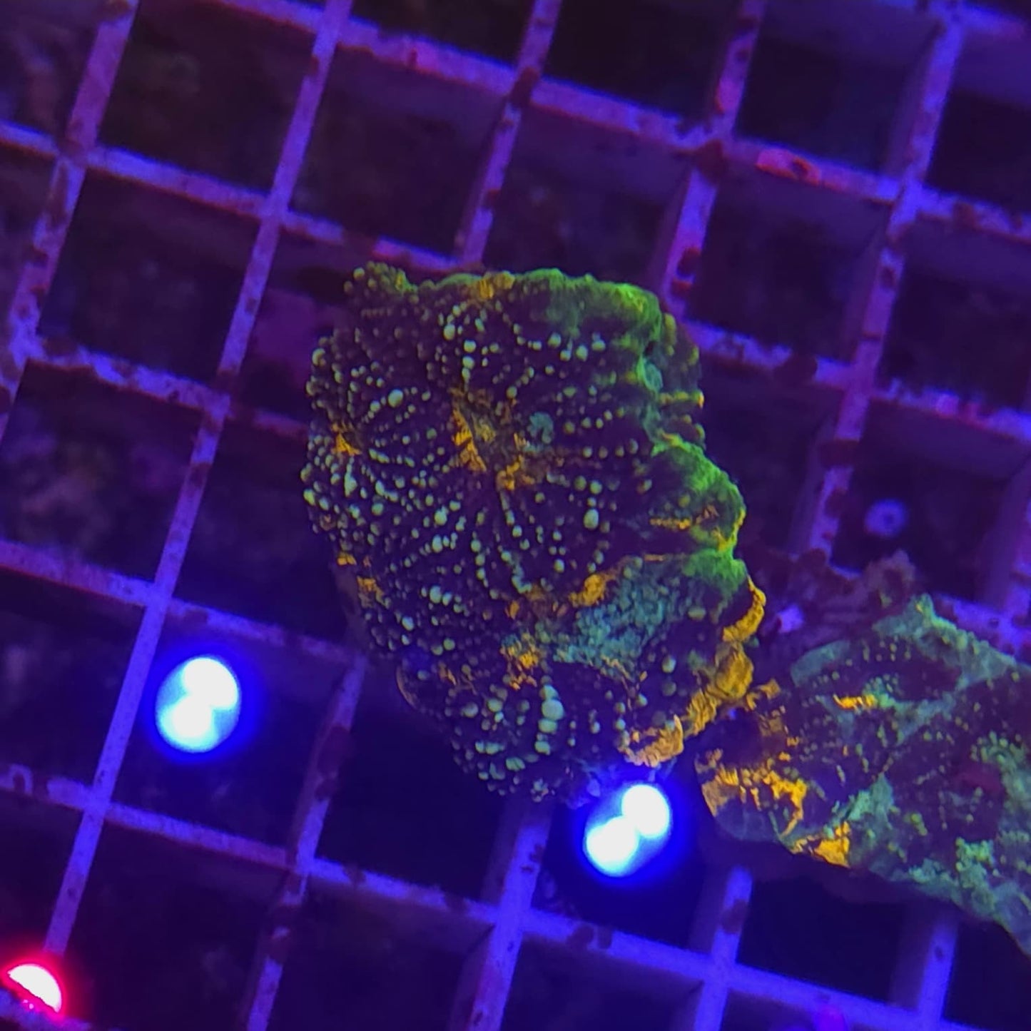 WYSIWYG Acantastrea Echinata