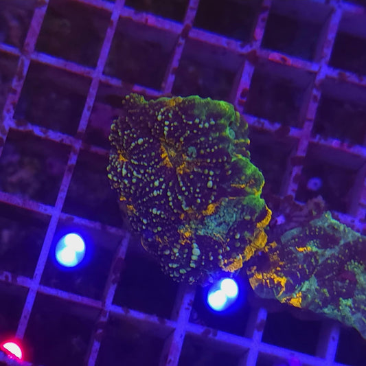 WYSIWYG Acantastrea Echinata