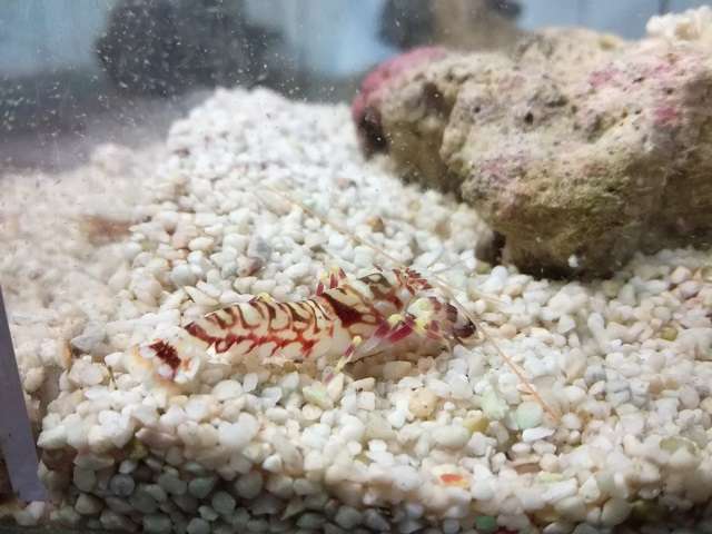 Alpheus bellulus 3-4cm