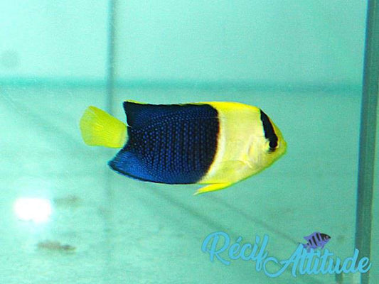 Centropyge Bicolor 6-7 cm