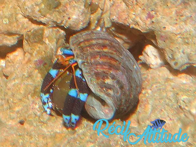 Calcinus elegans (Bernard l'hermite)