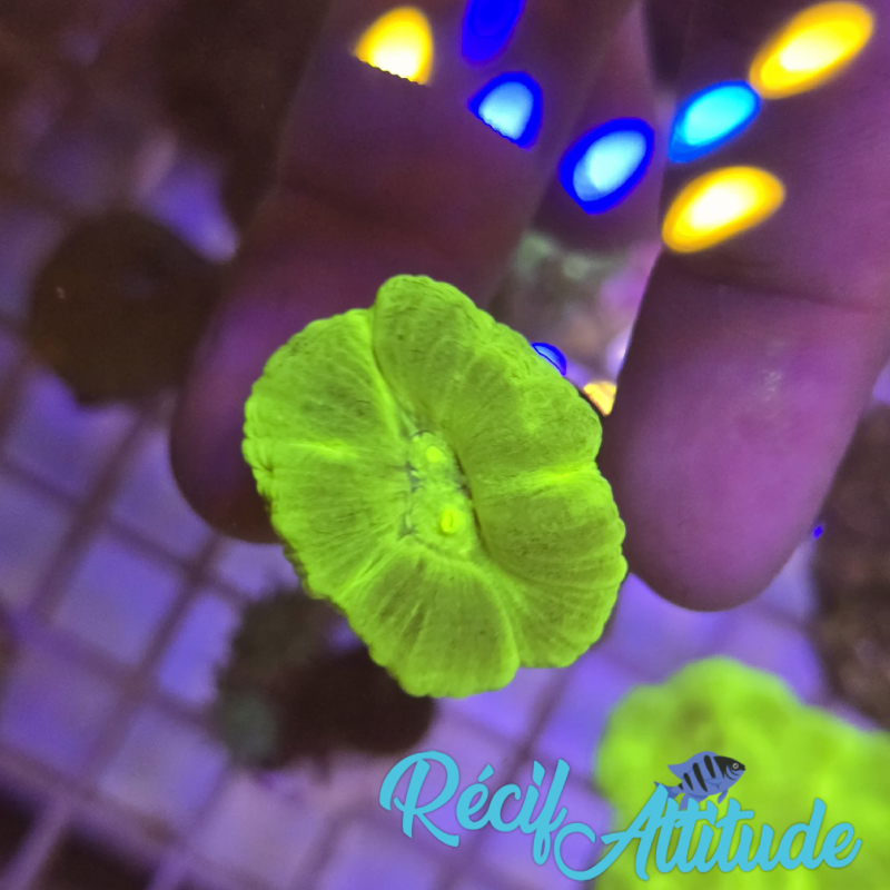 WYSIWYG Caulastrea FURCATA Yellow
