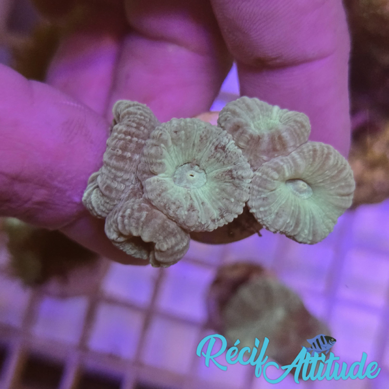 WYSIWYG Caulastrea FURCATA Blue