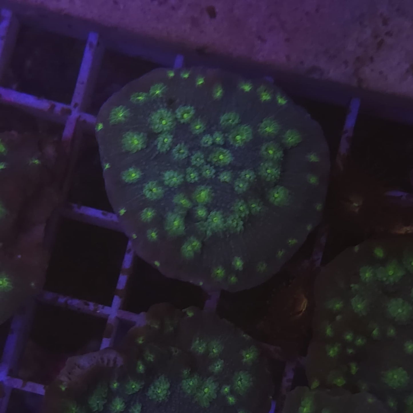 WYSIWYG Echinopora Lamellosa