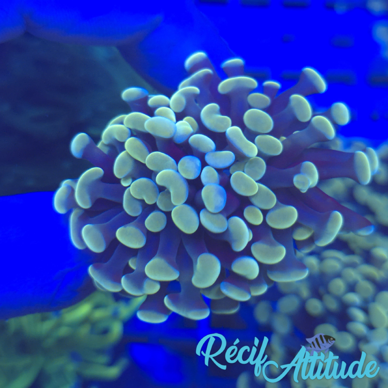 WYSIWYG Euphyllia Paraancora Golden - 2 polypes