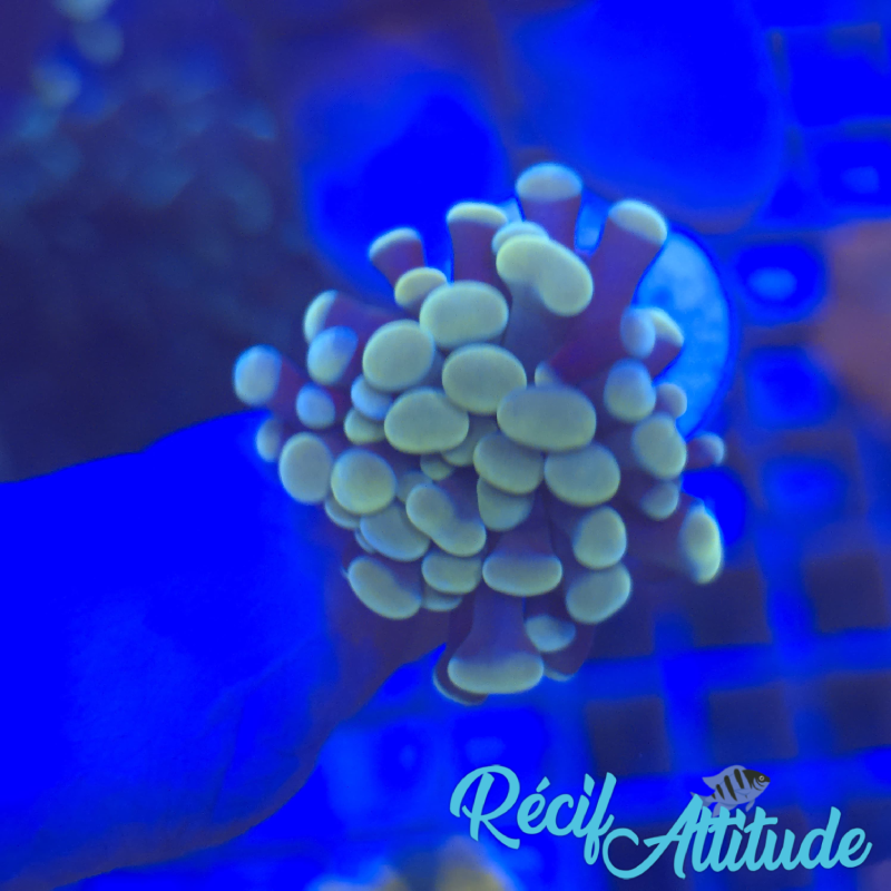 WYSIWYG Euphyllia Paraancora Golden - 1 polype