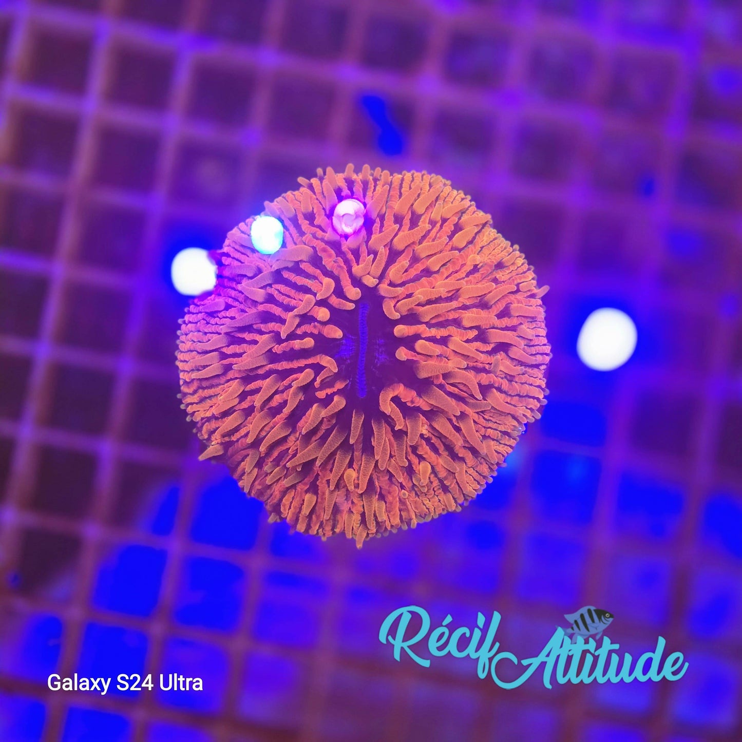 WYSIWYG Fungia Sp. Red 8 - 10cm