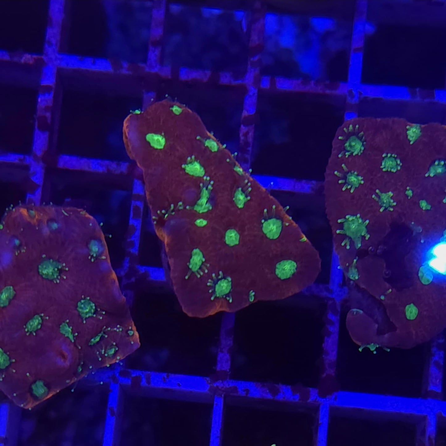 WYSIWYG Favite Sp. Red/Green