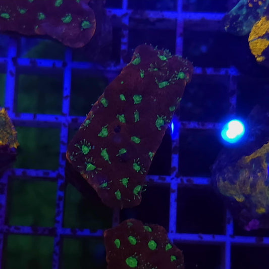 WYSIWYG Favite Sp. Red/Green