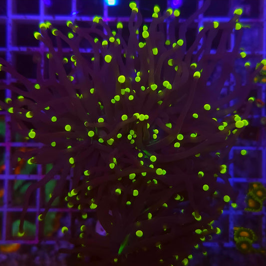 WYSIWYG Euphyllia Glabrescens ULTRA Rasta - 2 polypes