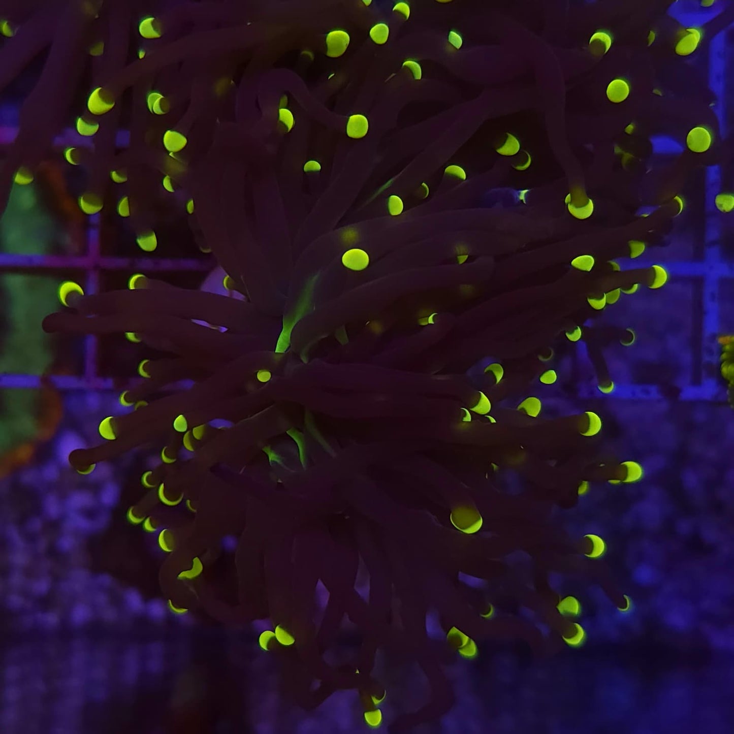 WYSIWYG Euphyllia Glabrescens ULTRA Rasta - 2 polypes