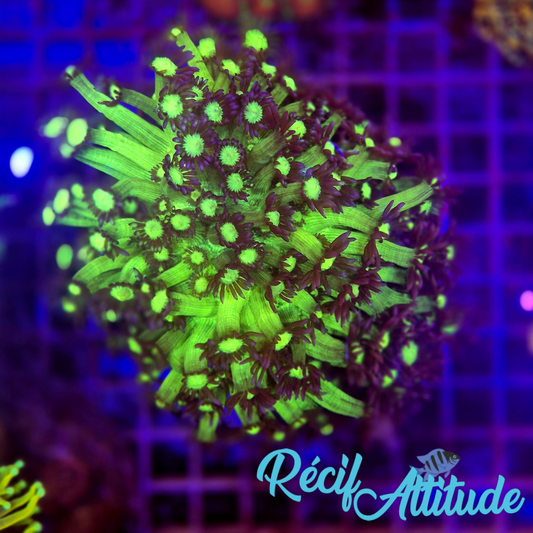 WYSIWYG Goniopora Green