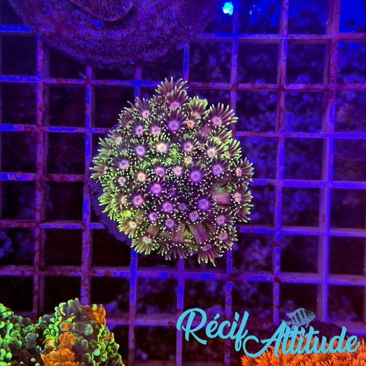 WYSIWYG Goniopora Purple & Green