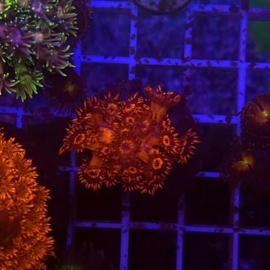 WYSIWYG Goniopora Red Blood