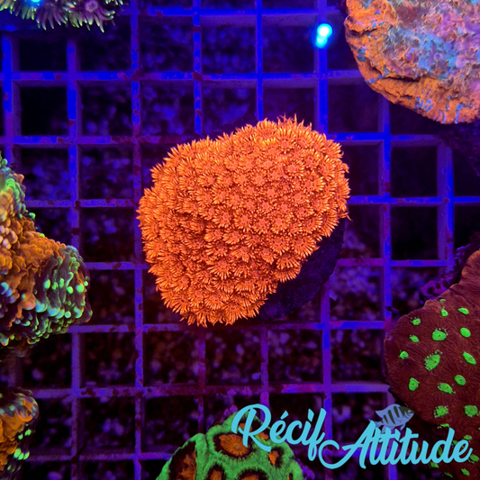 WYSIWYG Goniopora Red