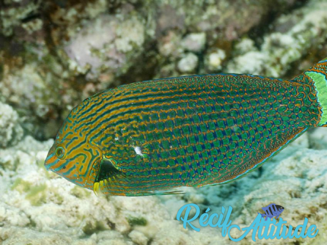 Halichoeres marginatus 4-6 cm