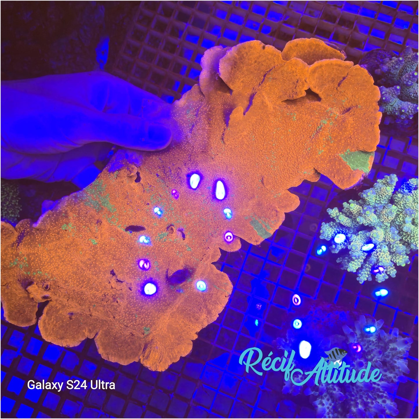 WYSIWYG Montipora plateau GRAFTED Red & Green - 20 - 25cm