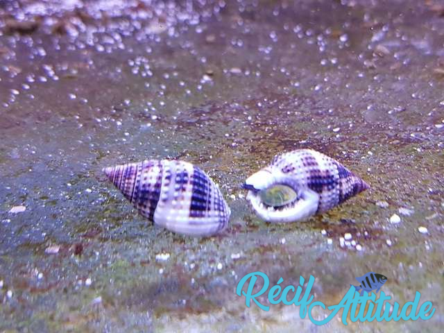 Nassarius margaritifer 2-3cm