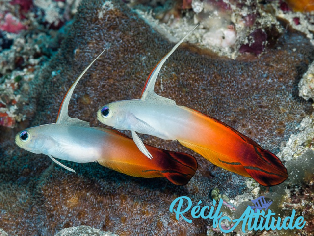 Nemateleotris magnifica 4-6 cm