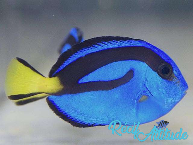 Paracanthurus Hepatus