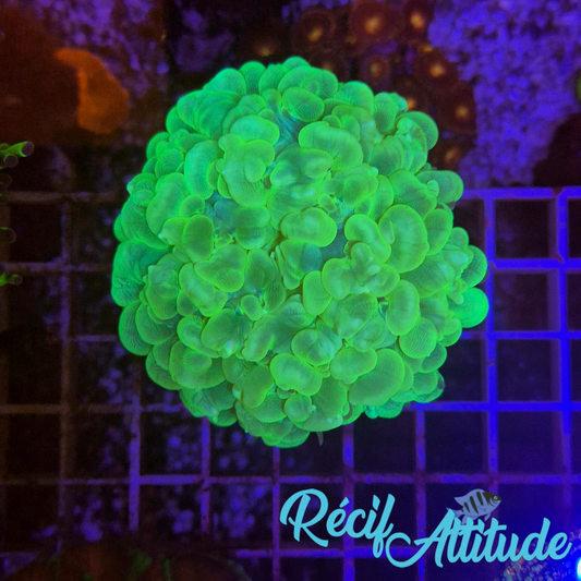 WYSIWYG Plerogyra Sp.