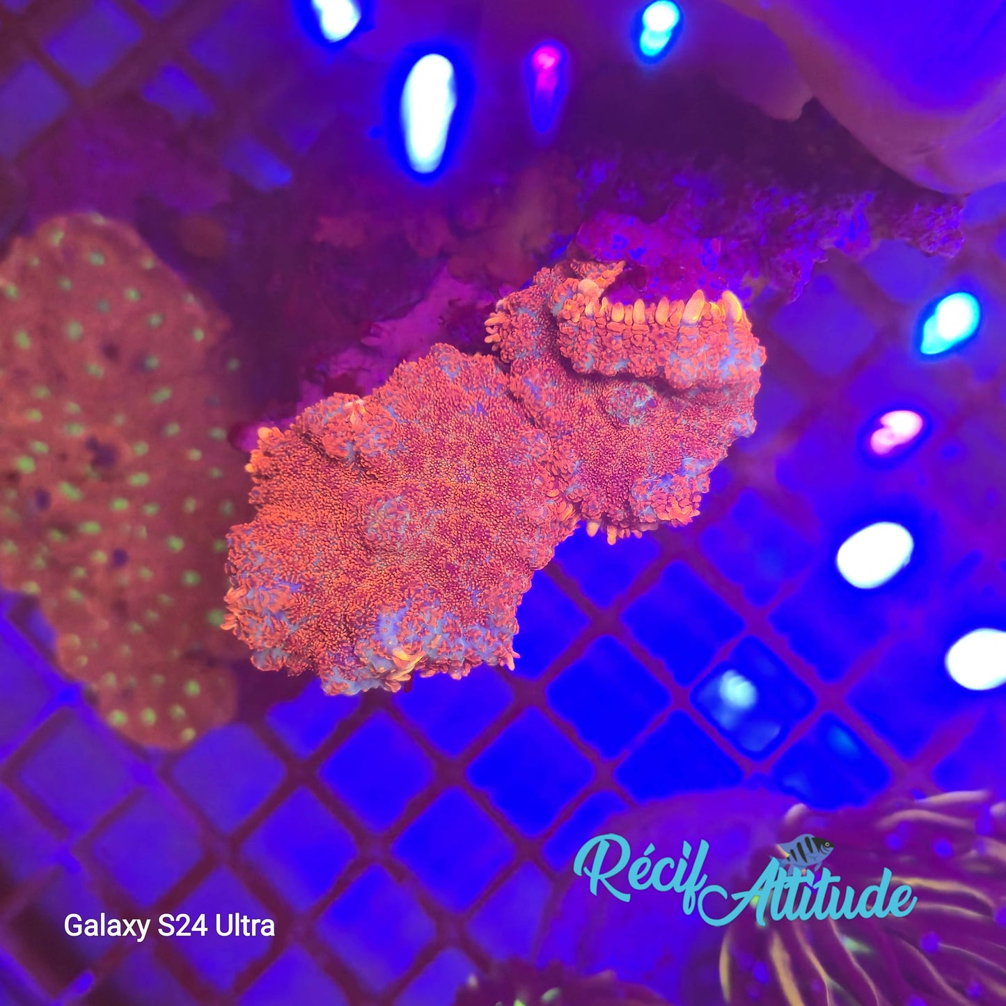 WYSIWYG Rhodactis Red & Blue - 2 polypes