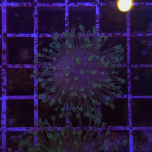 WYSIWYG Sarcophyton Sp. S