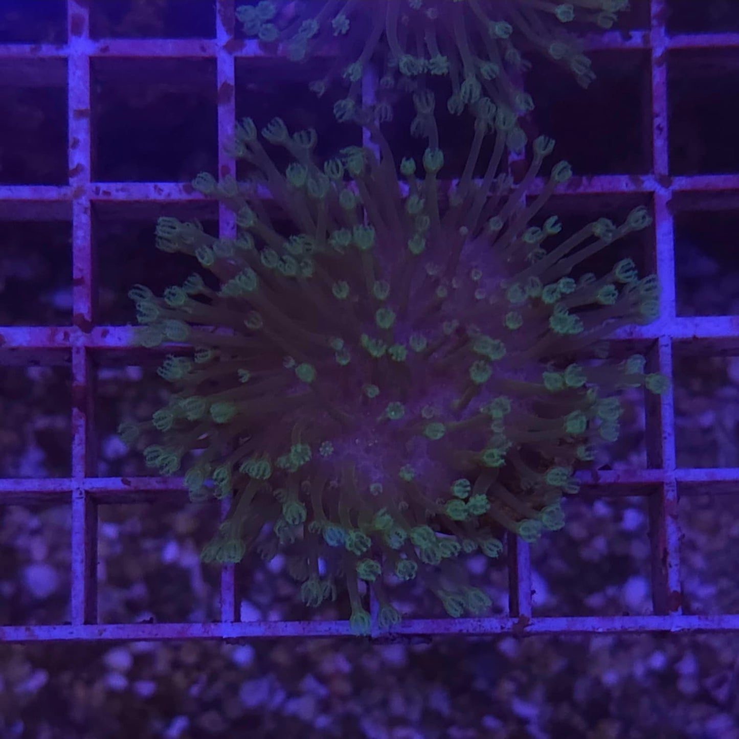 WYSIWYG Sarcophyton Sp. S