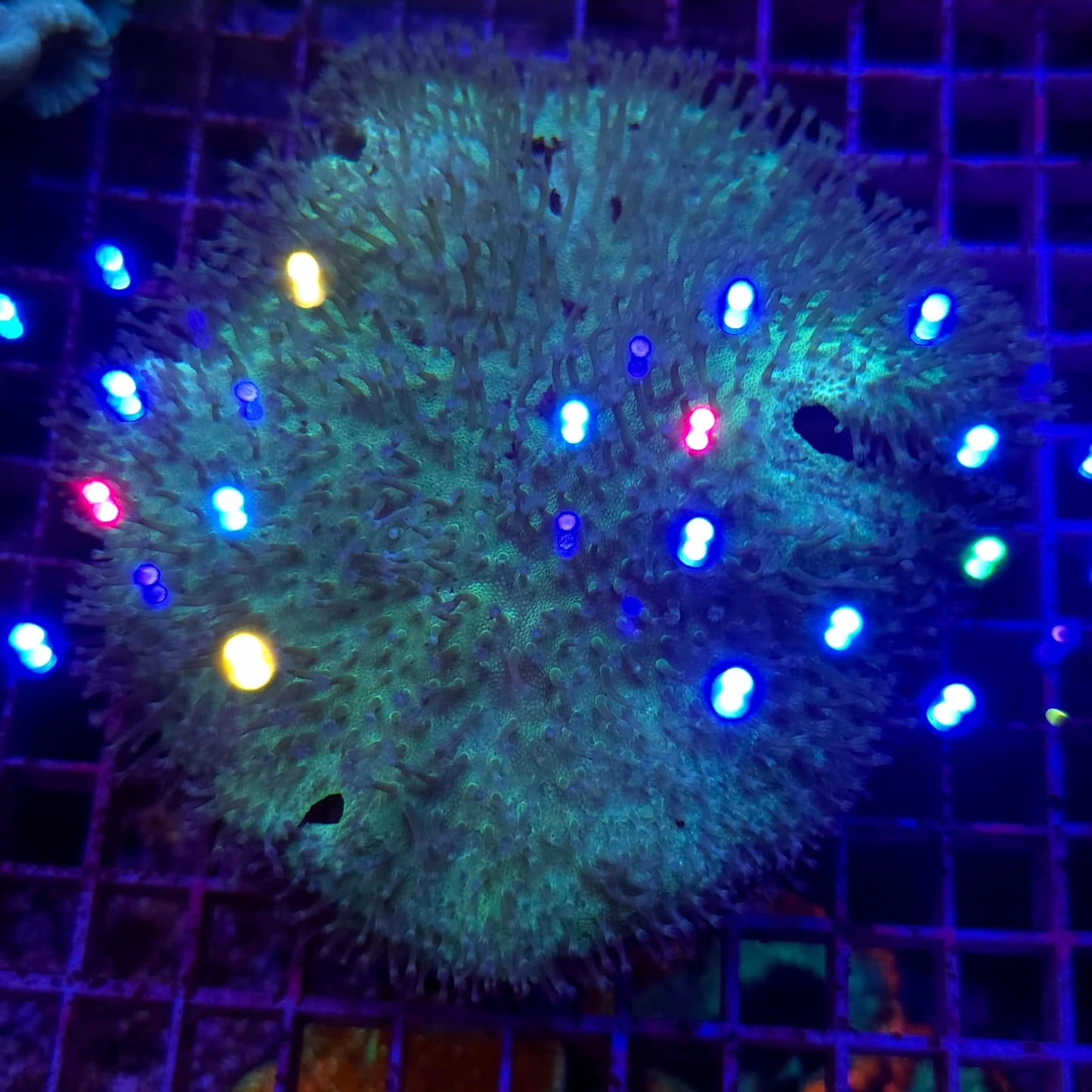 WYSIWYG Sarcophyton Sp. XL