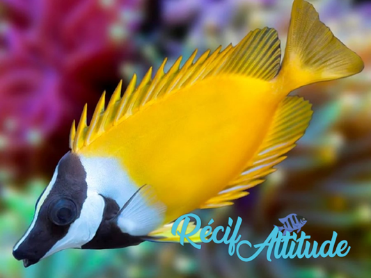 Siganus vulpinus 8 - 10cm