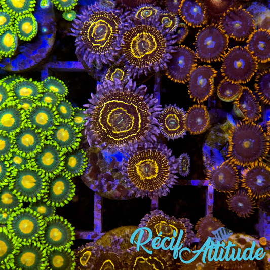 WYSIWYG Zoanthus ULTRA Stratosphere - 4 polypes