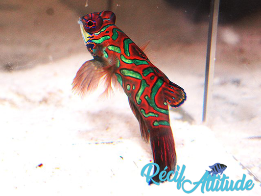 Synchiropus splendidus Vert / Rouge 5-6cm