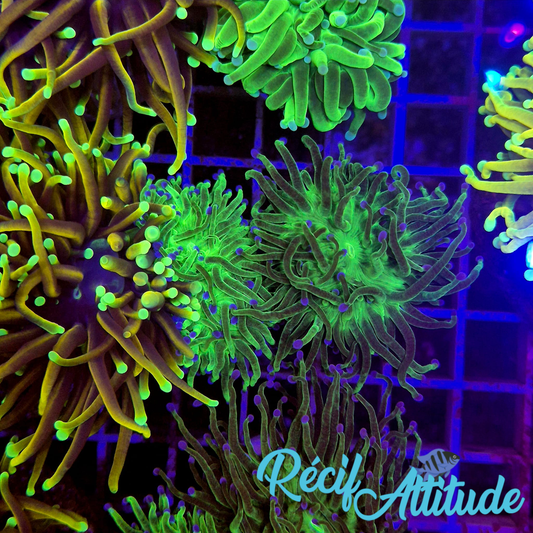 WYSIWYG Euphyllia Glabrescens ULTRA Tod - 1 polype