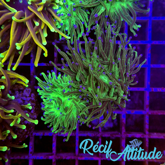 WYSIWYG Euphyllia Glabrescens ULTRA Tod - 1 polype