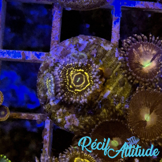 WYSIWYG Zoanthus ULTRA Stratosphere - 2 polypes