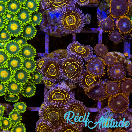 WYSIWYG Zoanthus ULTRA Stratosphere - 6 polypes