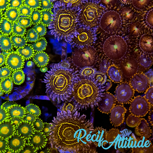 WYSIWYG Zoanthus ULTRA Stratosphere - 6 polypes