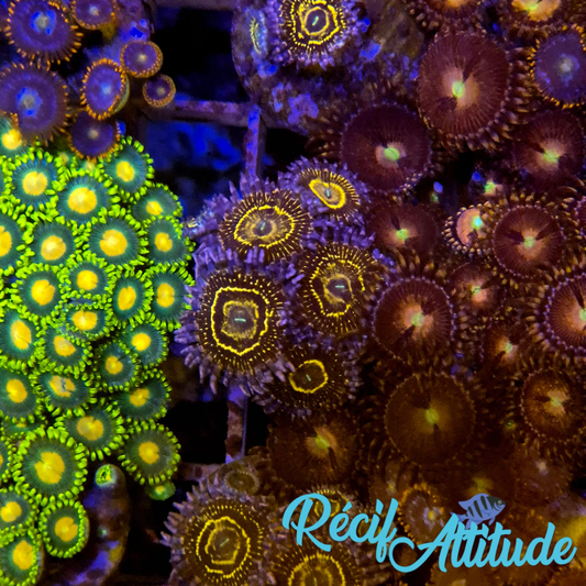 WYSIWYG Zoanthus ULTRA Stratosphere - 6 polypes