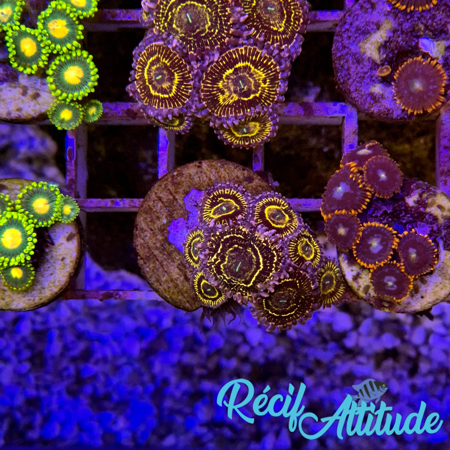 WYSIWYG Zoanthus ULTRA Stratosphere - 8 polypes