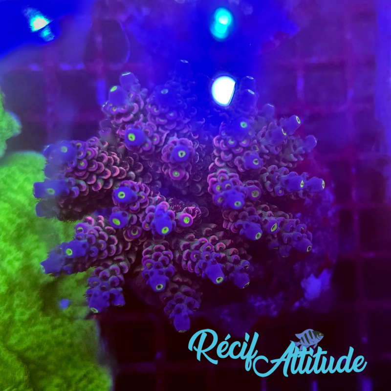 WYSIWYG Acropora Sp. Purple & Blue