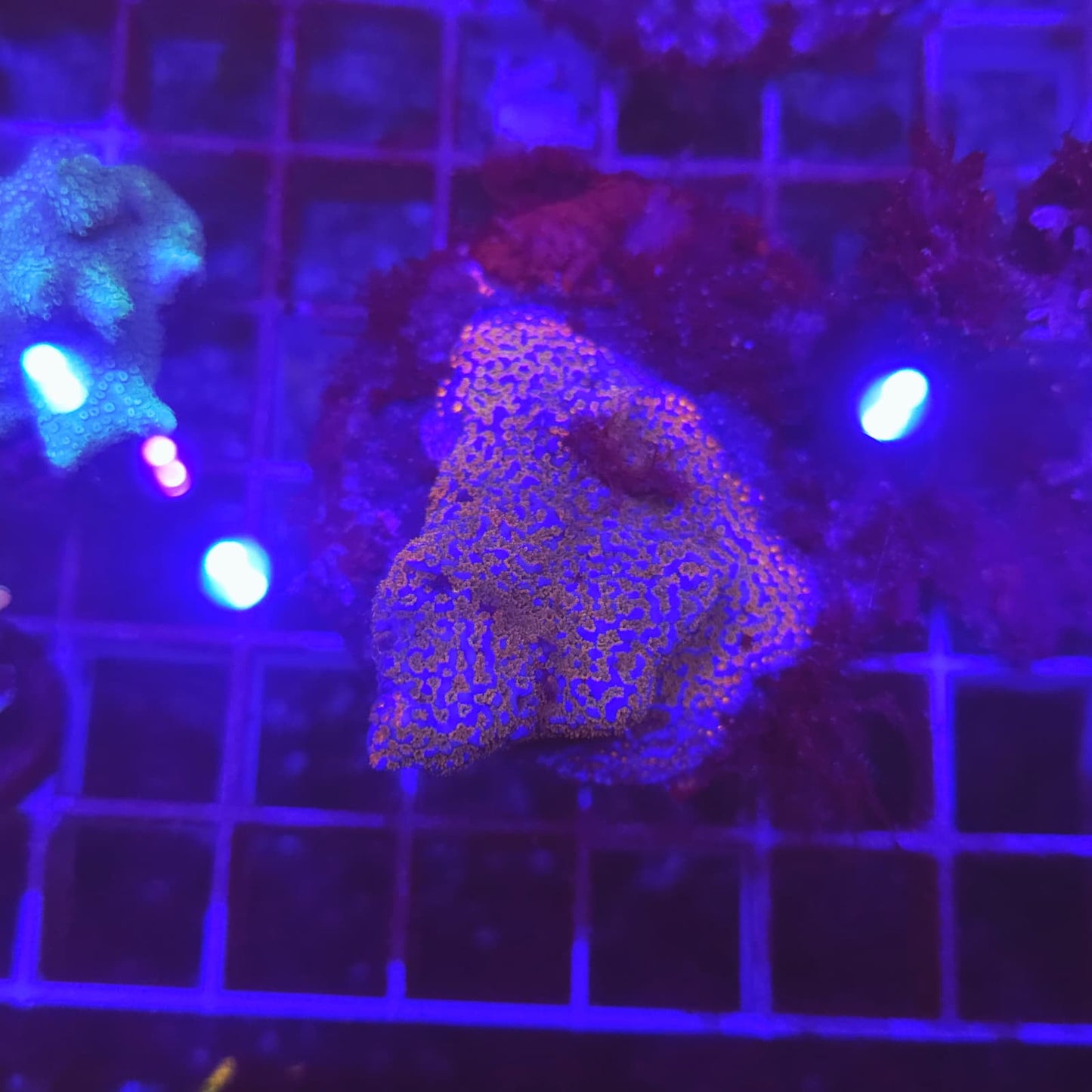 WYSIWYG MONTIPORA Superman Red&Blue