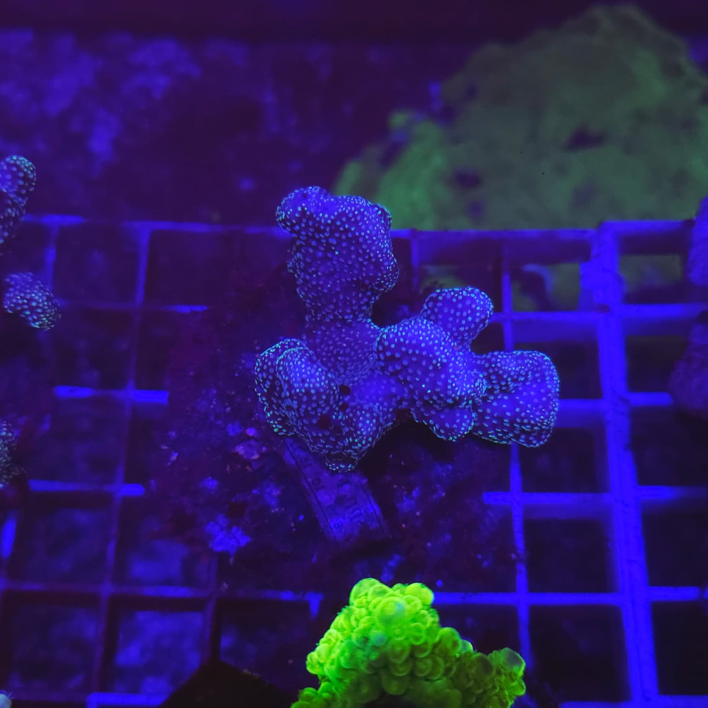 WYSIWYG POCHILOPORA VERUCOSA Blue M