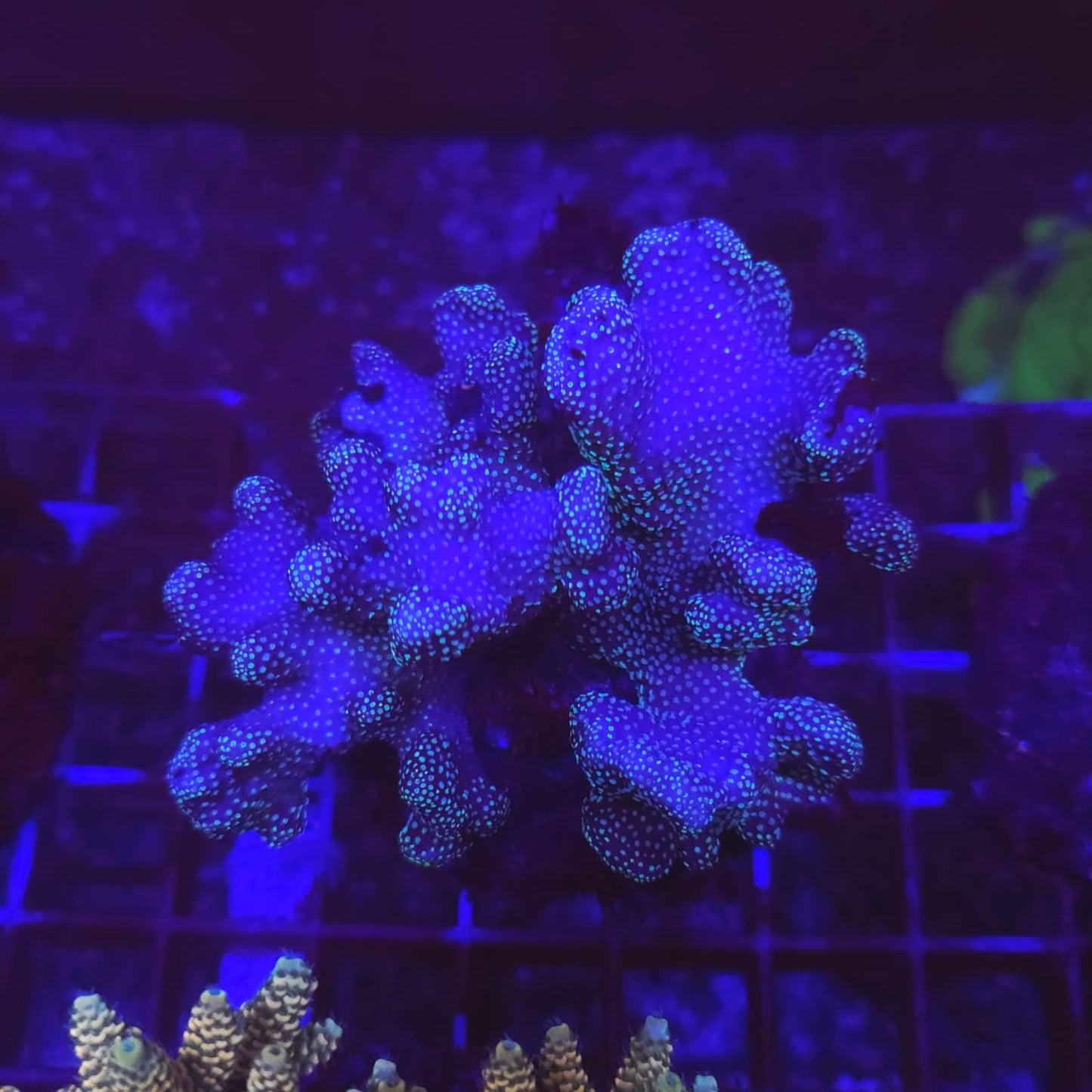 WYSIWYG POCHILOPORA VERUCOSA Blue M