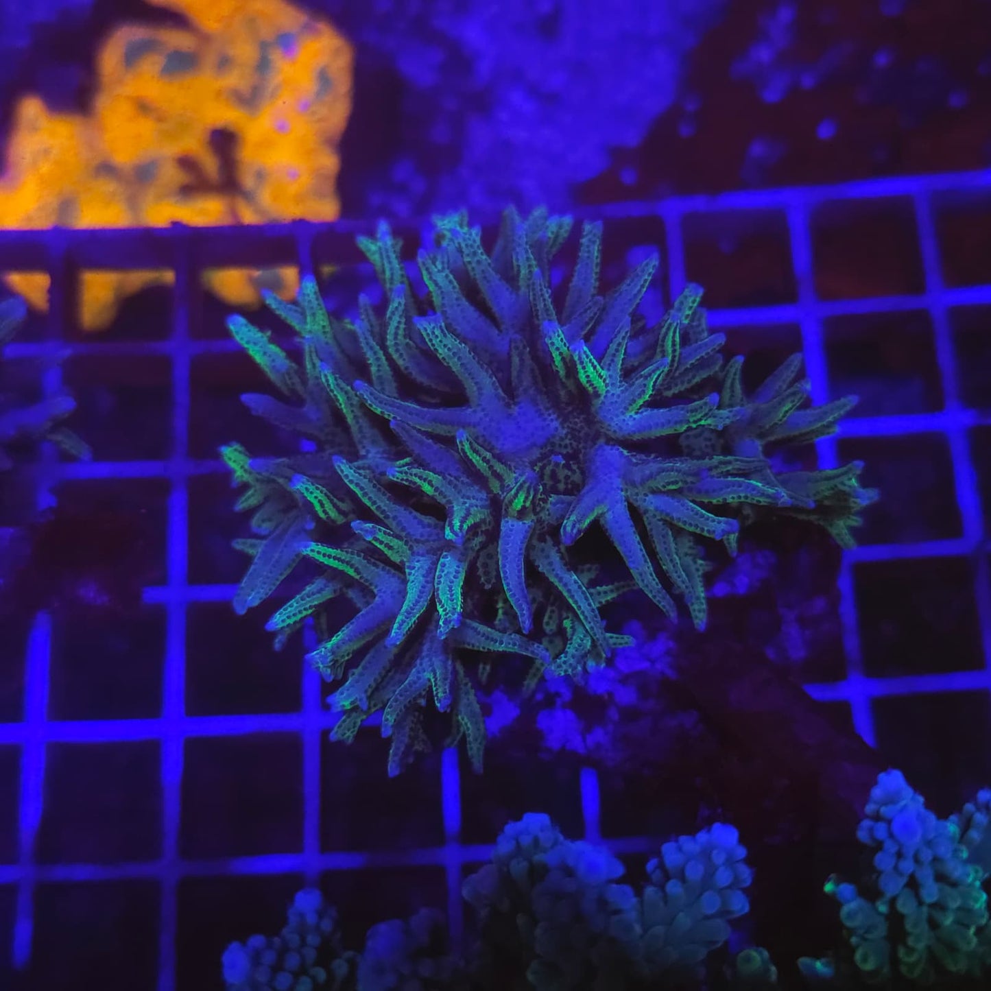 WYSIWYG Stylophora Hystrix Sp. Green M