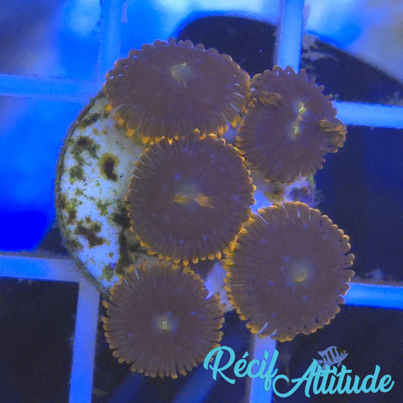 WYSIWYG Zoanthus Sp. Fire