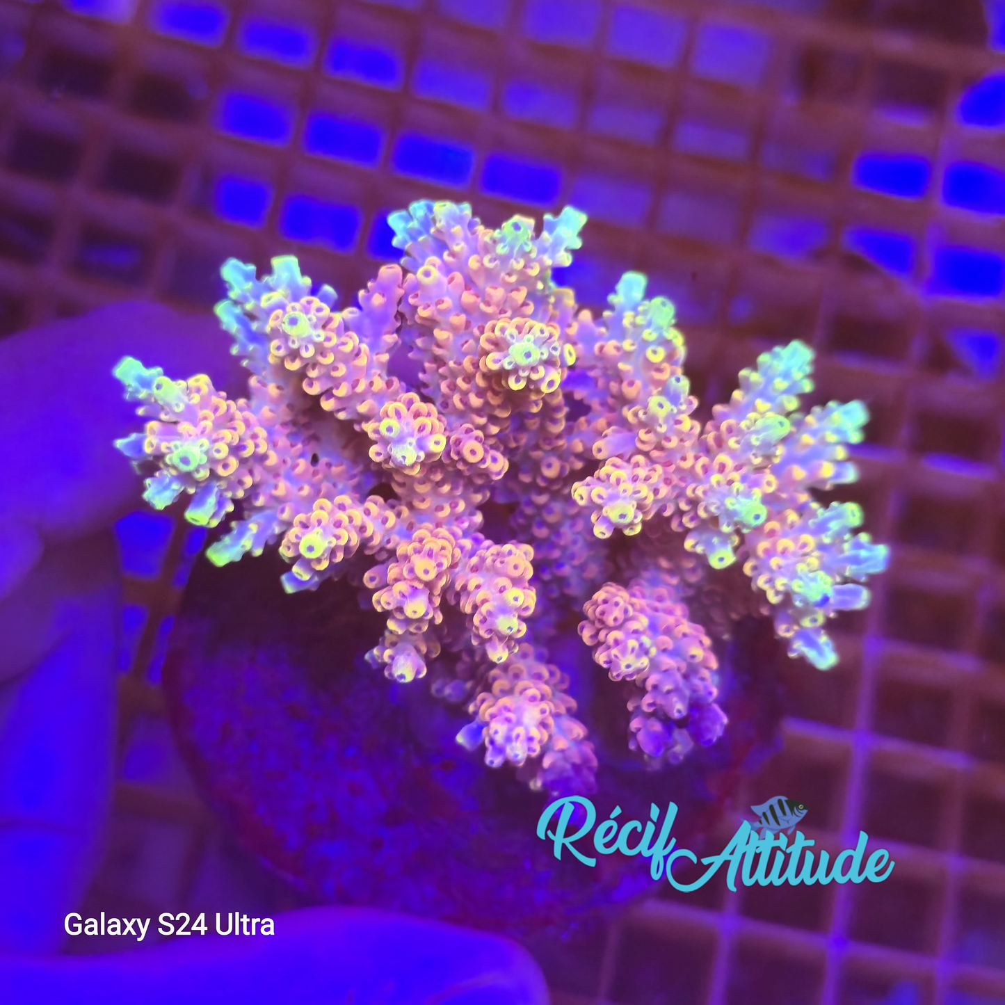 WYSIWYG Acropora 1
