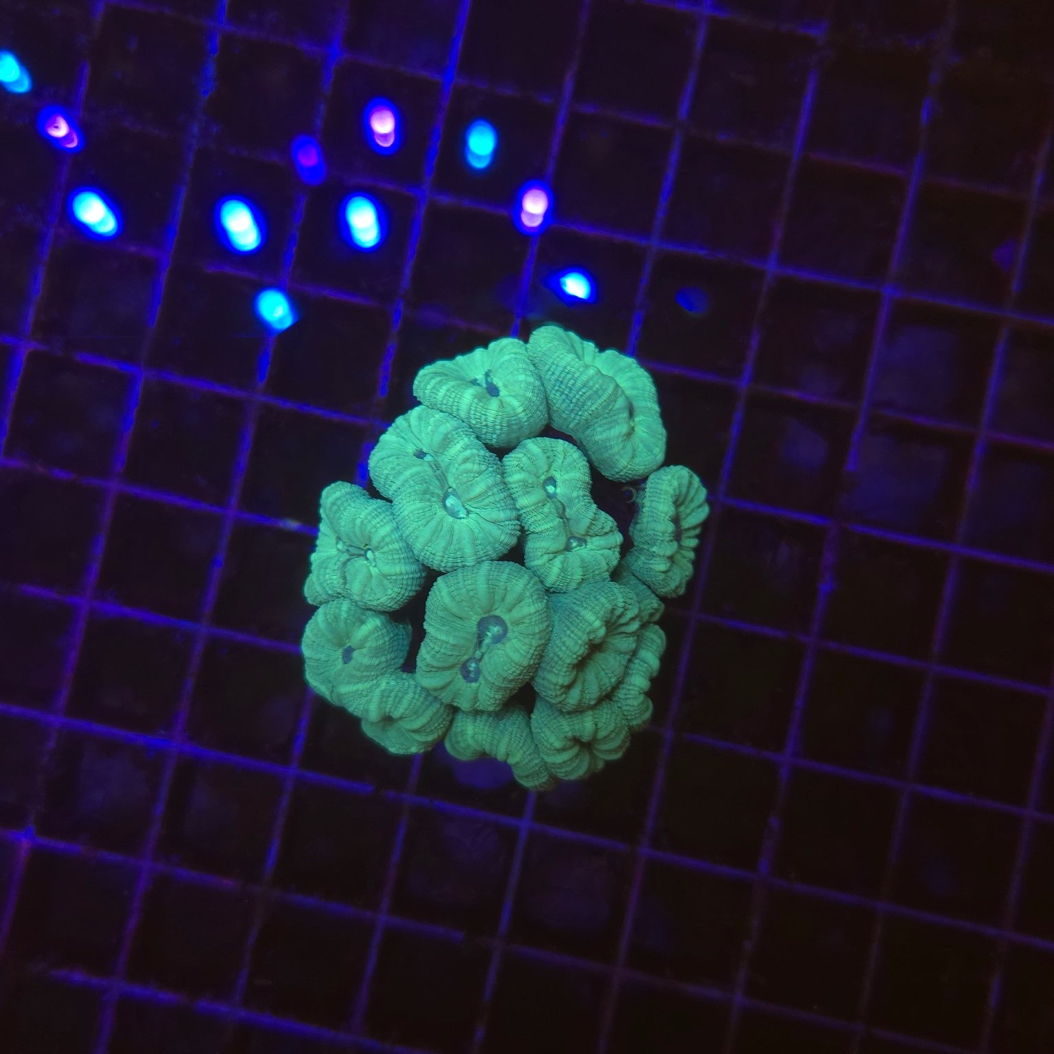 Caulastrea furcata bleu WYSIWYG - corail LPS