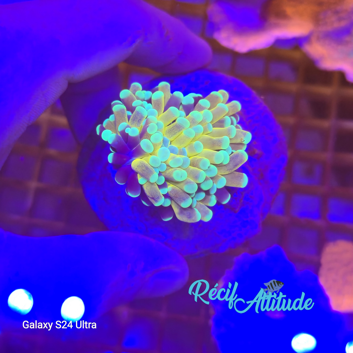 WYSIWYG Euphyllia Glabrescens ULTRA Tiger Torch - 1 polype